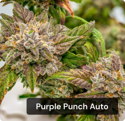 Purple Punch